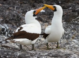 Real-life vampire birds hunt and drink blood in remote Ecuador