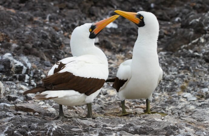 Real-life vampire birds hunt and drink blood in remote Ecuador