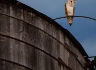 Roof of a water tower in Manhattan where a rare family of barn owls nested removed