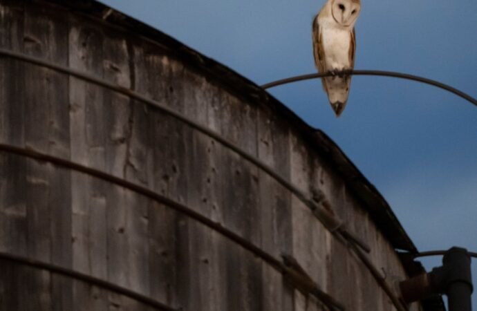 Roof of a water tower in Manhattan where a rare family of barn owls nested removed