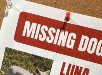 Search for missing pup in Yellowstone under pressure as winter nears
