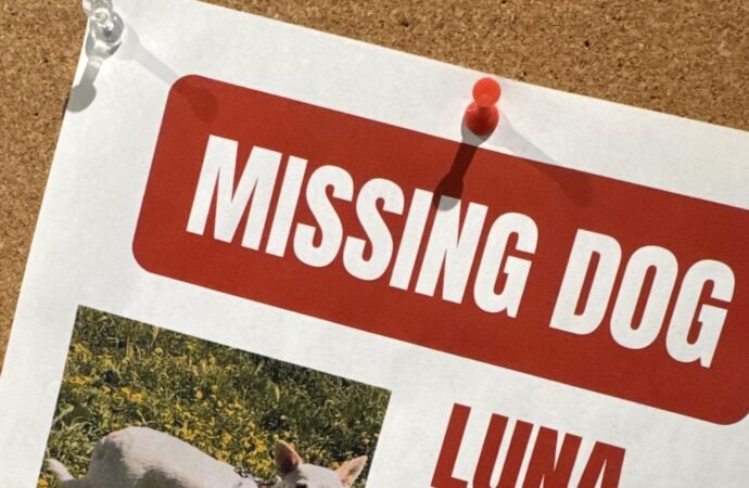 Search for missing pup in Yellowstone under pressure as winter nears