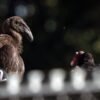 Seven young condors released in northern California