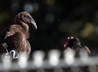 Seven young condors released in northern California