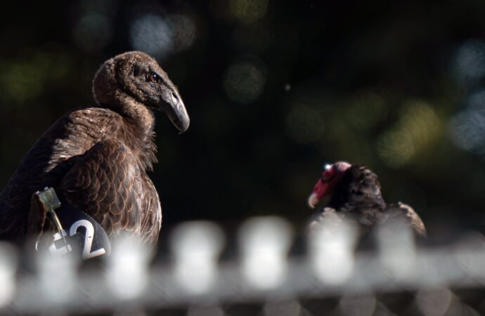 Seven young condors released in northern California