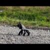 Severed robot hand looks like a futuristic Thing from ‘The Addams Family’