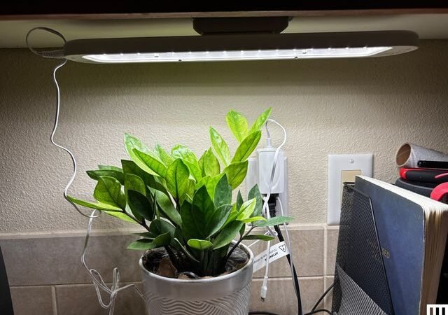 Short Days, Happy Plants: The Best Grow Lights for Winter