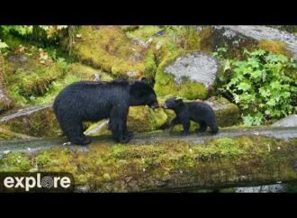 Silly bear cub wins award for being terrible at hide-and-seek