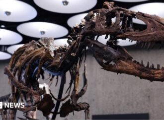 Skeleton of newly-discovered Nanotyrannus auctioned for $47.3m in New York