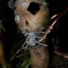 Spooooooky! Alaskan man makes terrifying ‘kelp-o’-lanterns’