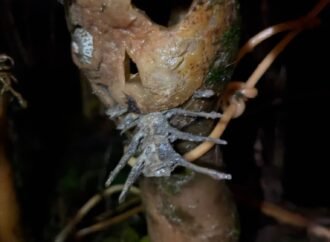 Spooooooky! Alaskan man makes terrifying ‘kelp-o’-lanterns’