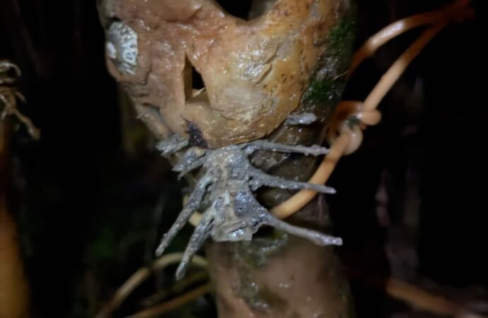 Spooooooky! Alaskan man makes terrifying ‘kelp-o’-lanterns’