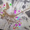 Stunning fossil shows dinosaurs’ distinctive path to flight