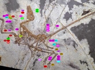 Stunning fossil shows dinosaurs’ distinctive path to flight