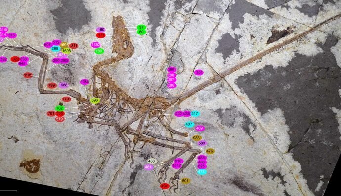 Stunning fossil shows dinosaurs’ distinctive path to flight