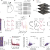 Targeted stimulation of motor cortex ensembles drives learned movements – Nature