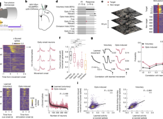Targeted stimulation of motor cortex ensembles drives learned movements – Nature