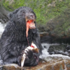 The 2026 Mama Bear Award goes to a black bear with a mullet