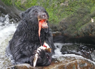 The 2026 Mama Bear Award goes to a black bear with a mullet