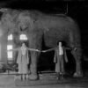 The ‘Father of Modern Taxidermy’ wrestled leopards and worked for P.T. Barnum