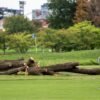 The National Park Service will remove more than 500 trees ‘that do not contribute to the historic landscape’ from a golf course Trump is redesigning | Fortune