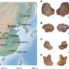 The proteome of Middle Pleistocene Xujiayao and common Denisovan morphology – Nature