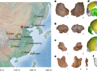 The proteome of Middle Pleistocene Xujiayao and common Denisovan morphology – Nature