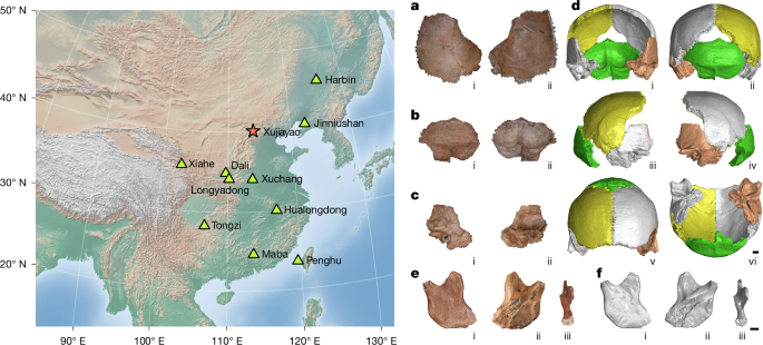 The proteome of Middle Pleistocene Xujiayao and common Denisovan morphology – Nature