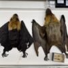 The puppy-sized bats of Madagascar are shrinking