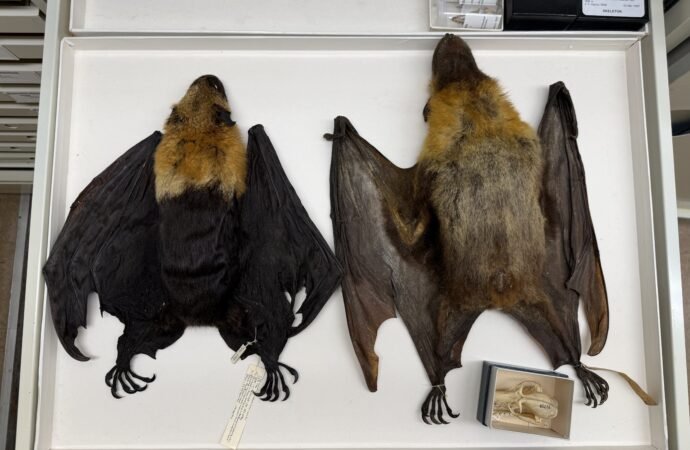 The puppy-sized bats of Madagascar are shrinking
