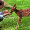 The remarkable bond between a man and a deer