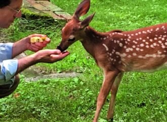 The remarkable bond between a man and a deer