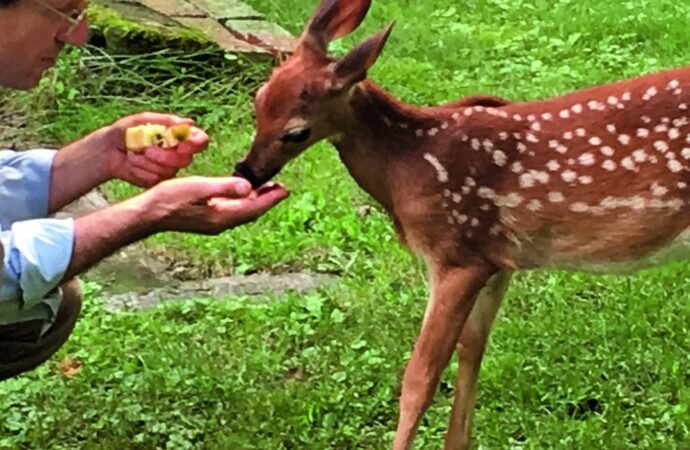 The remarkable bond between a man and a deer