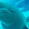The uncertain future of Marineland’s 30 rescued belugas
