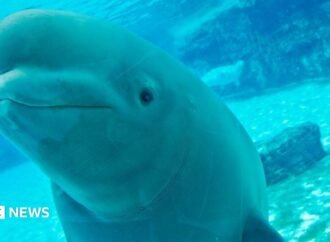 The uncertain future of Marineland’s 30 rescued belugas