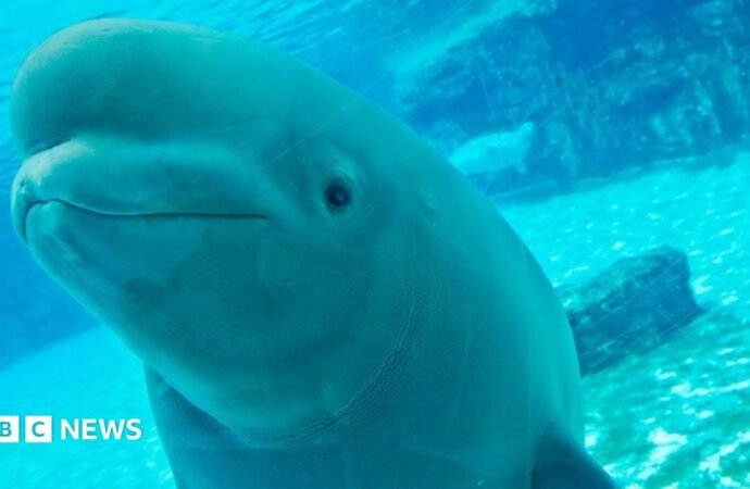 The uncertain future of Marineland’s 30 rescued belugas