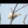 The world’s loudest birds squawk as loud as a jackhammer