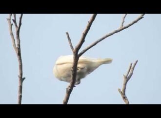 The world’s loudest birds squawk as loud as a jackhammer