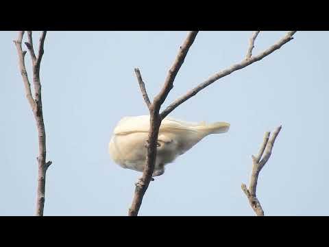 The world’s loudest birds squawk as loud as a jackhammer