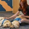 Therapy dogs bring calm and joy to students after shooting at Colorado high school