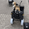 This remote-controlled wagon is silly but so very useful