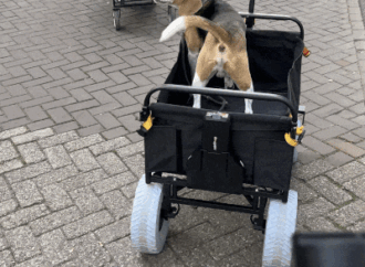 This remote-controlled wagon is silly but so very useful