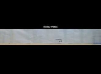 This snake cartwheels to escape danger