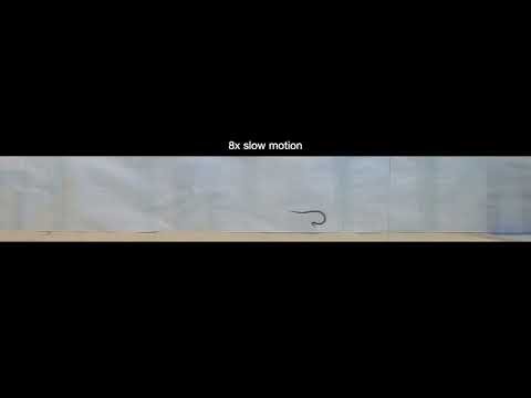 This snake cartwheels to escape danger