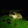 Treefrog ‘fingerprints’ are on their eyeballs