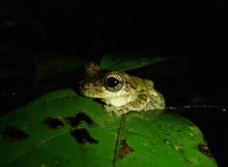 Treefrog ‘fingerprints’ are on their eyeballs