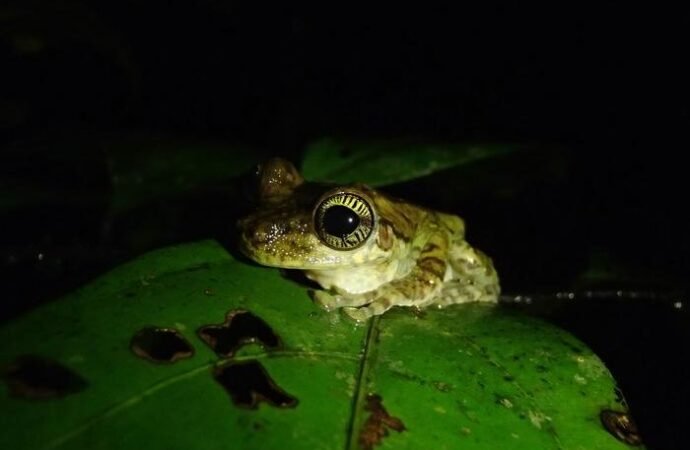 Treefrog ‘fingerprints’ are on their eyeballs