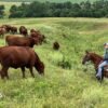 US ranchers wrestle with soaring costs – and their loyalty to Trump