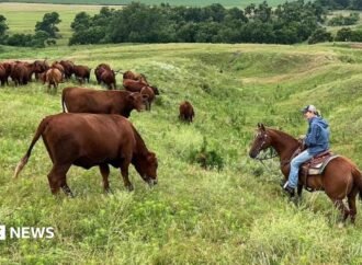 US ranchers wrestle with soaring costs – and their loyalty to Trump