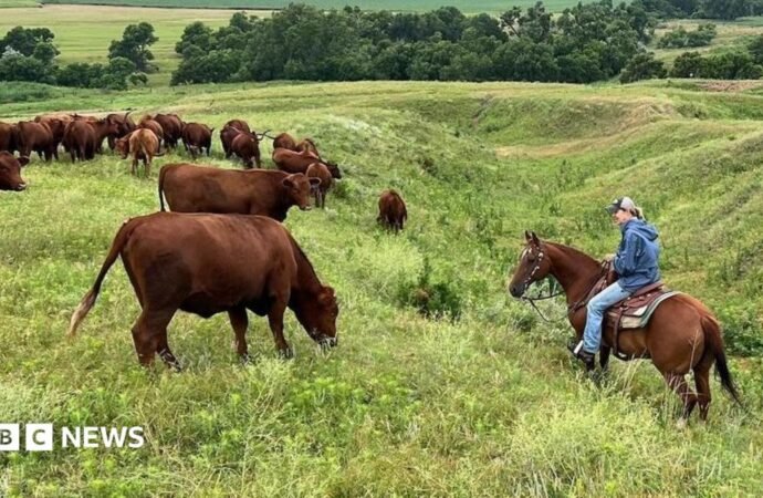 US ranchers wrestle with soaring costs – and their loyalty to Trump